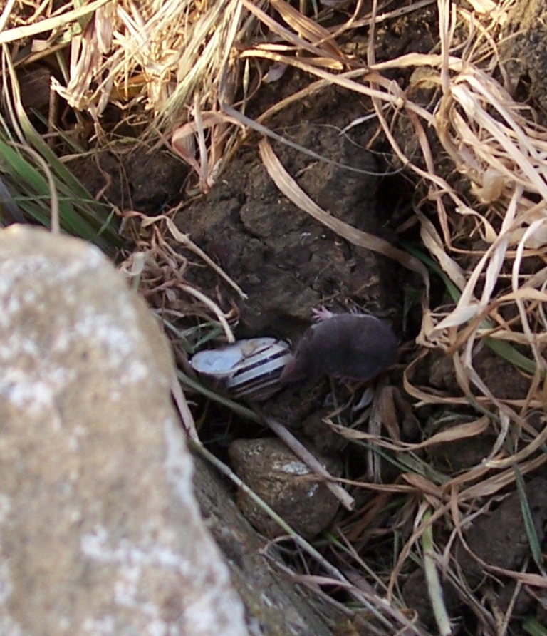 Mustiolo?  No, Crocidura sicula, molto giovane